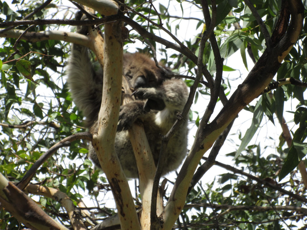 Koala at Otway NP