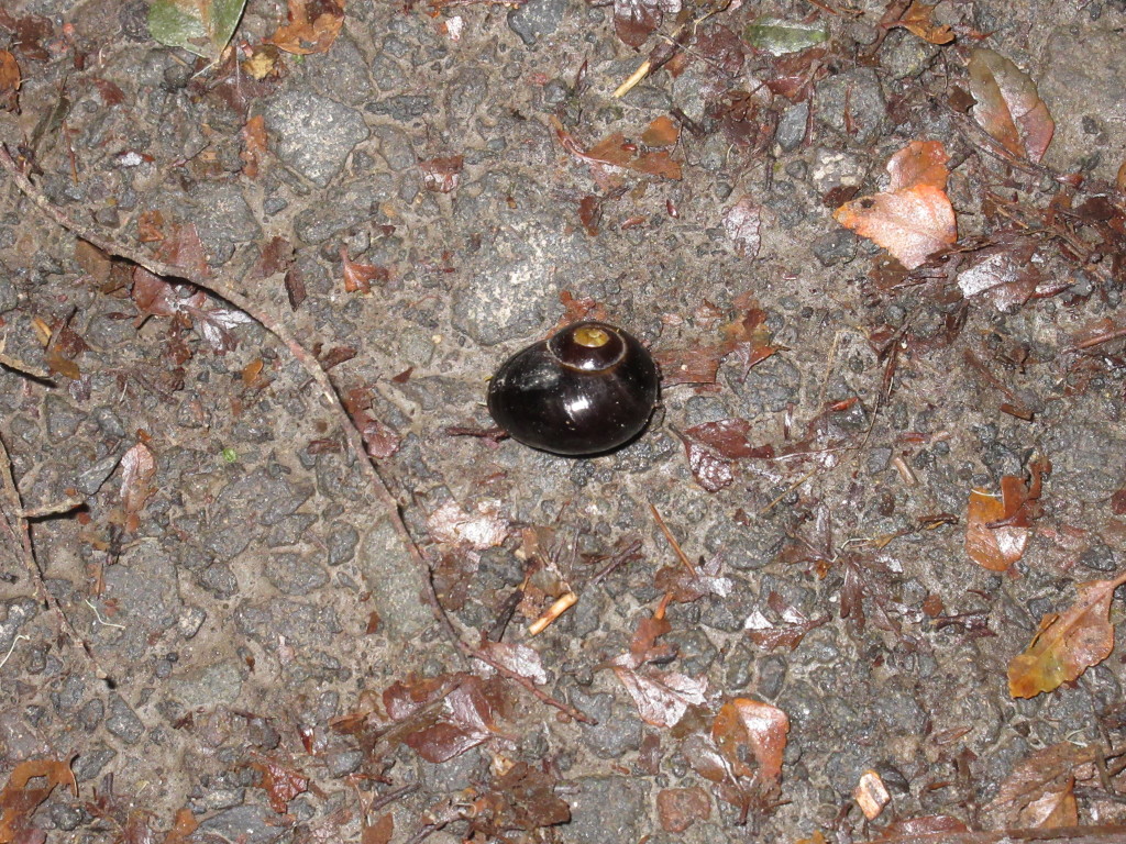 Cannibal snail...like what we saw in New Zealand