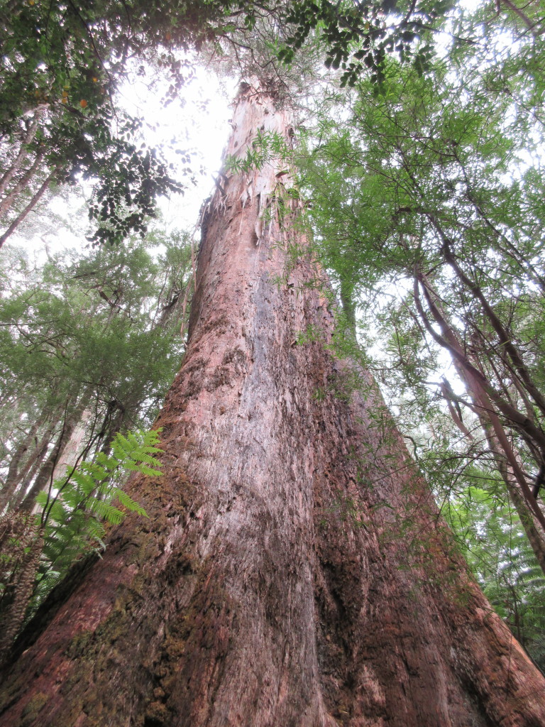 One of the giant trees