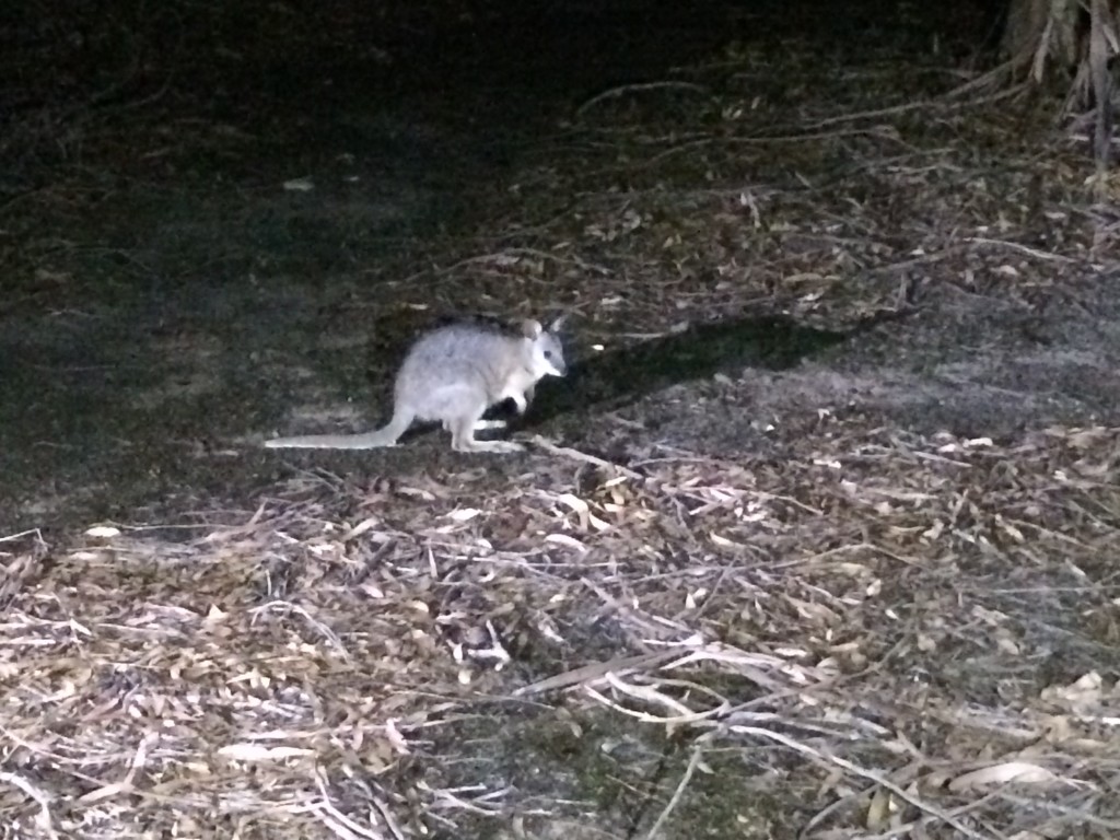 Wallabie at night....particularly small on Kangaroo Island