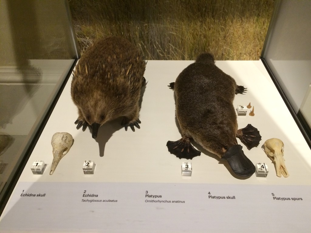 Pics from the Tasmania museum....we saw the bill of a Platypus in the wild but that was all. We have seen several Echidnas