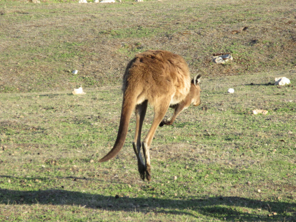 Kangaroo hoping away!!