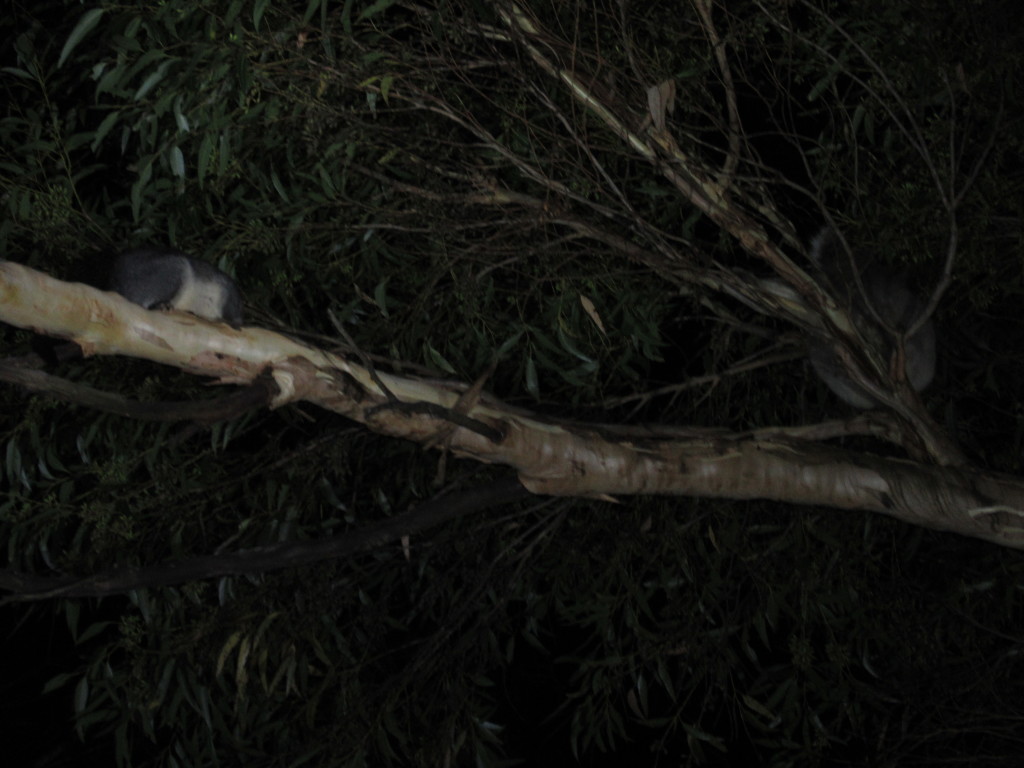 Ring tail possum and koala at night!