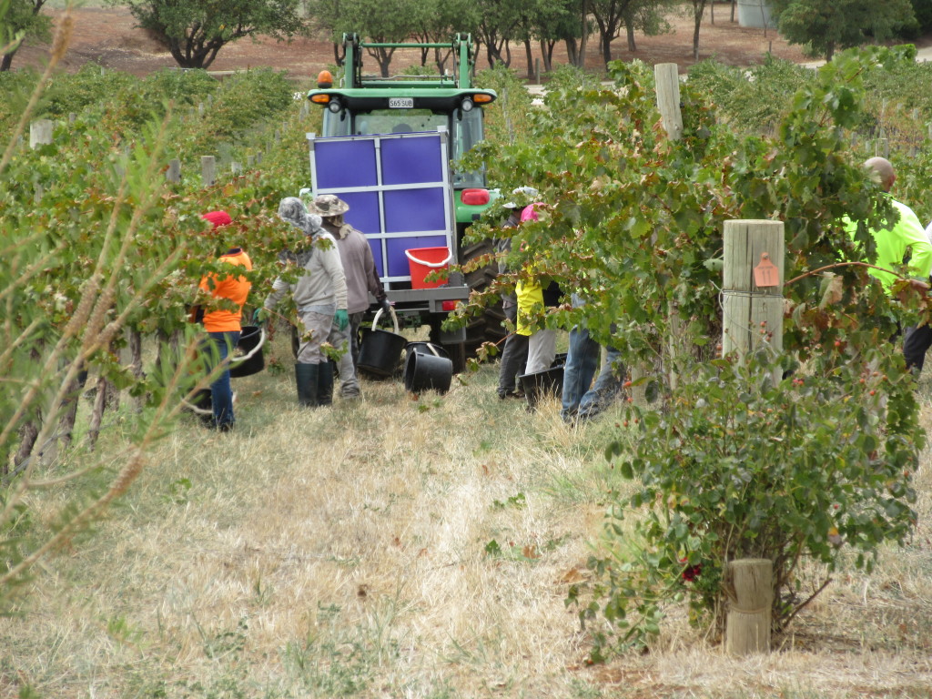Harvest time at Hentley Farms in Barossa Valley