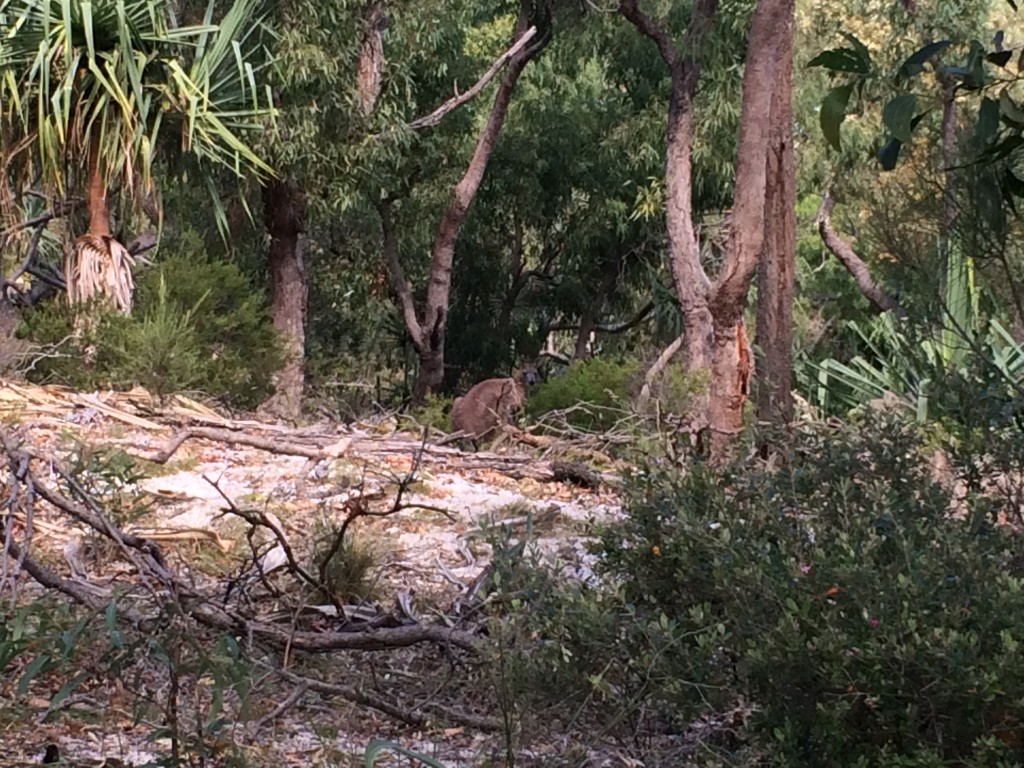 Kangaroo on Percy Island