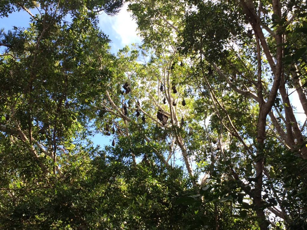 Flying foxes.....fruit bats roosting for the day...although they made a huge rukus as we approached!!