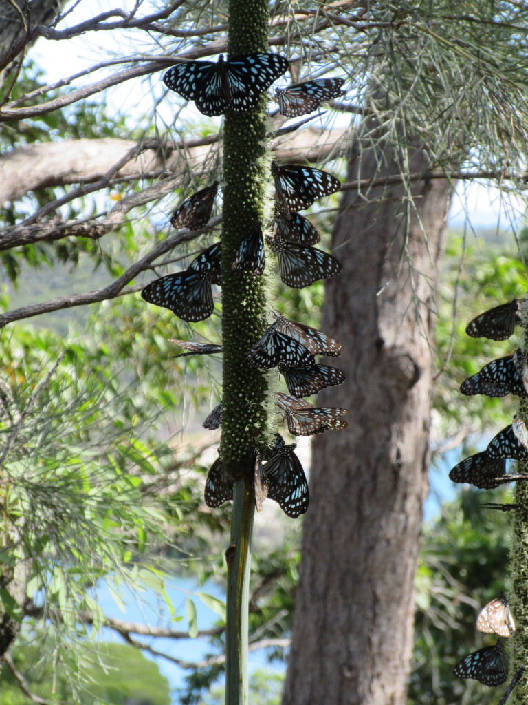 Butterflies eating the nectar from a grass tree