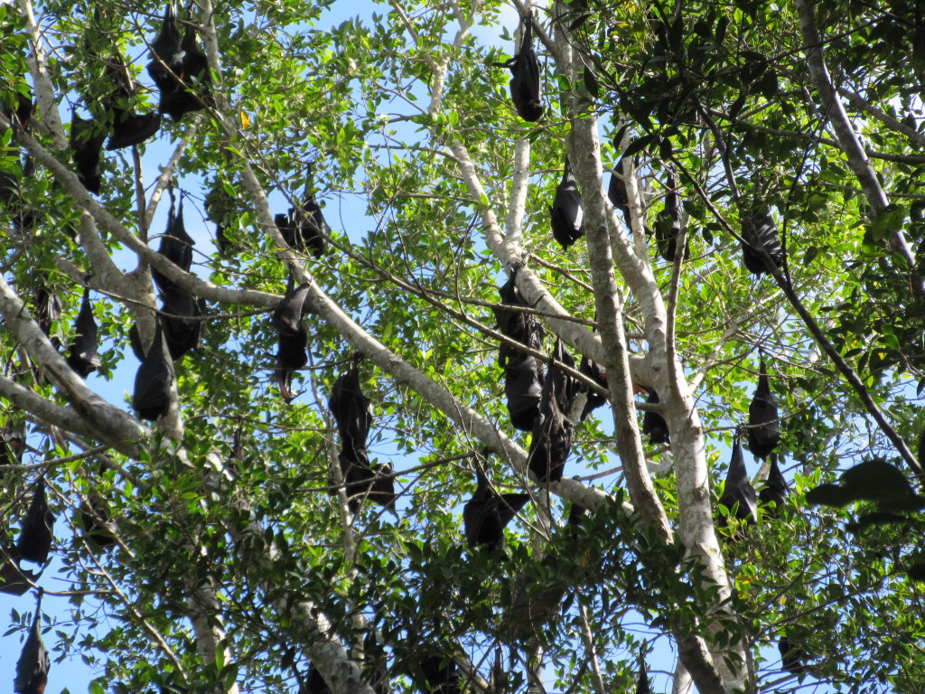 Fruit bats....Flying Foxes....from Kathy's camera on our hike to the top of Mt Oldfield