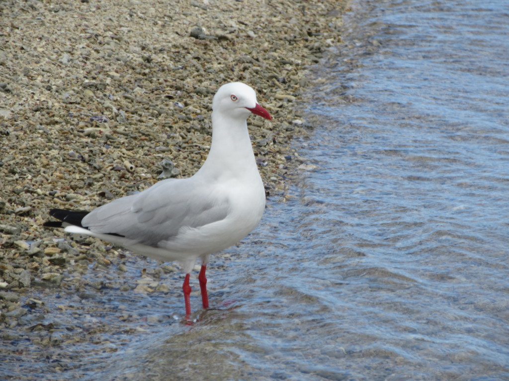 Silver Gull on Ross Inlet....cute guy!!