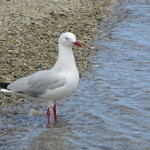 Silver Gull on Ross Inlet….cute guy!!