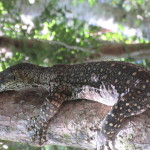 Goanna…..4′ monitor lizard