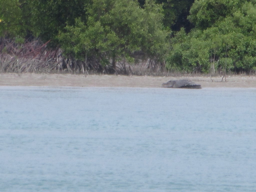 Our first crocodile sighting off Horn Island
